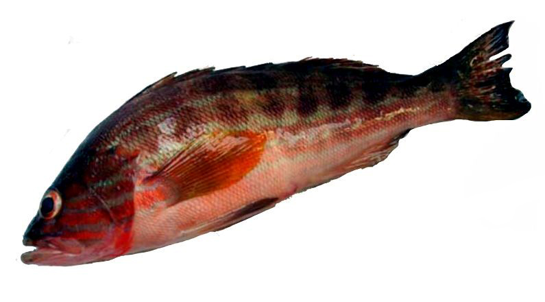 Serranus cabrilla_04.jpg